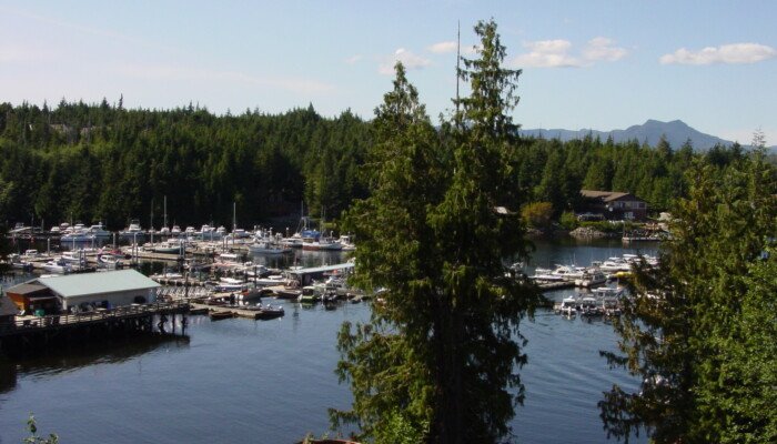 Scenic marina with boats surrounded by lush forest